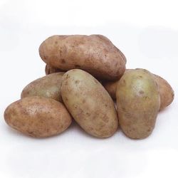 potato russet