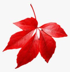 Leaves Red 