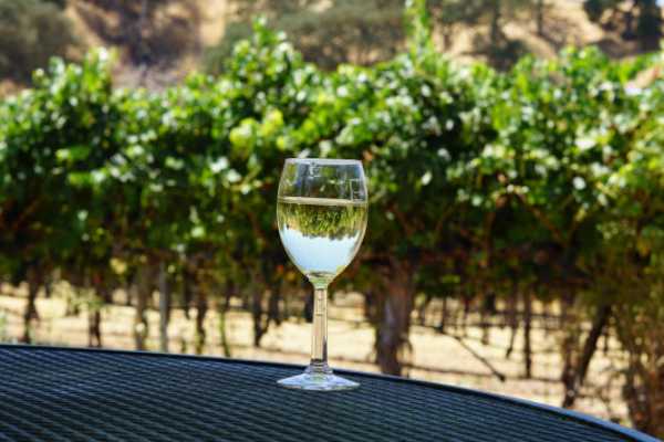 Sauvignon blanc (Bella grace vineyards)